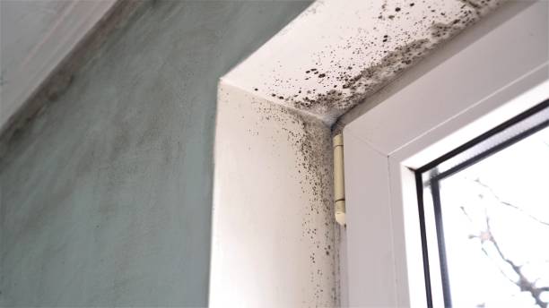 Best Mold Damage Repair  in Ragland, AL