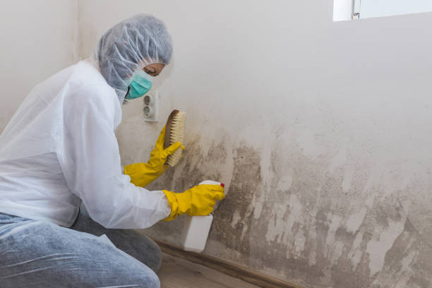 Professional Mold Removal in Ragland, AL