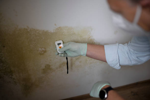 Best Certified Mold Removal  in Ragland, AL