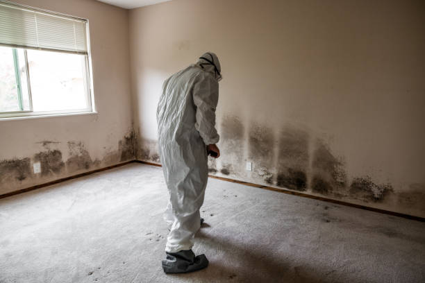 Best Toxic Mold Removal  in Ragland, AL