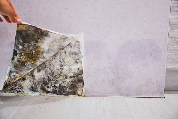Best Crawl Space Mold Removal  in Ragland, AL